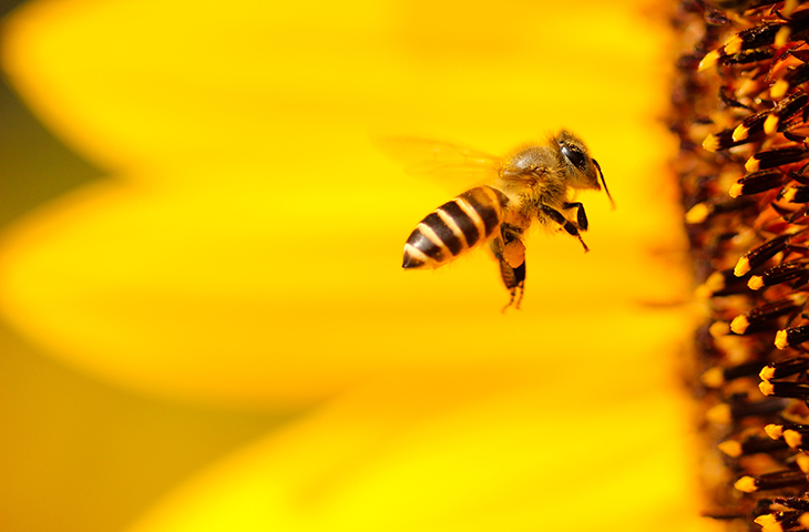 Morte de abelhas mobiliza engajamento em torno do tema agrotóxicos em redes sociais